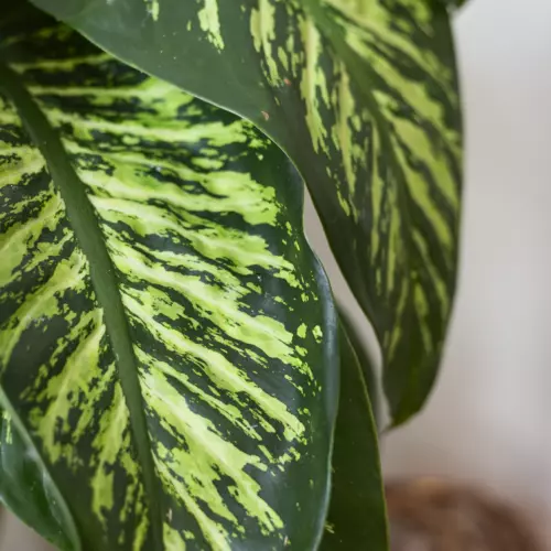 Drainage lymphatique