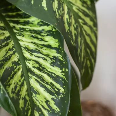 O Massam - Drainage lymphatique